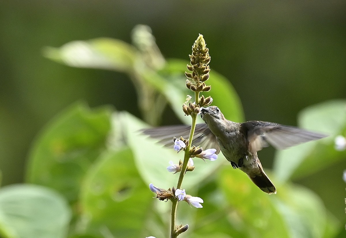 ルビートパーズハチドリ - ML644375441