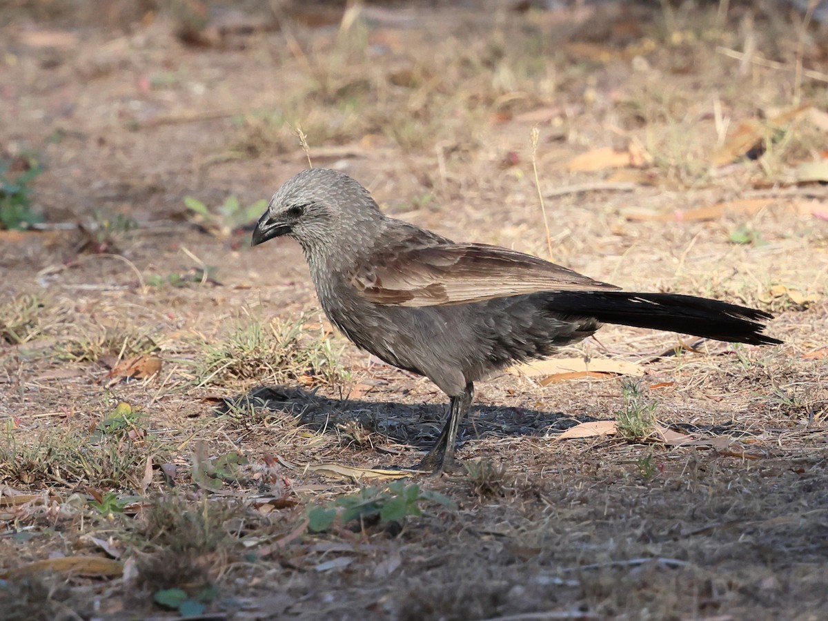 Апостол - ML644375443