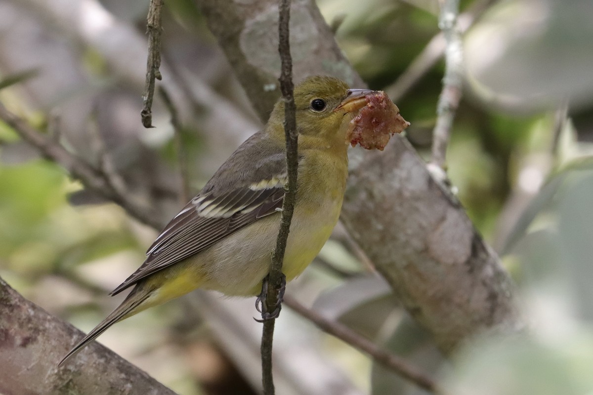 Western Tanager - ML644375447