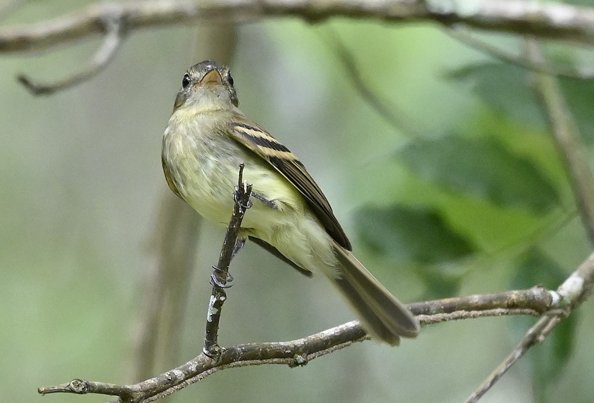 Euler's Flycatcher - ML644375456
