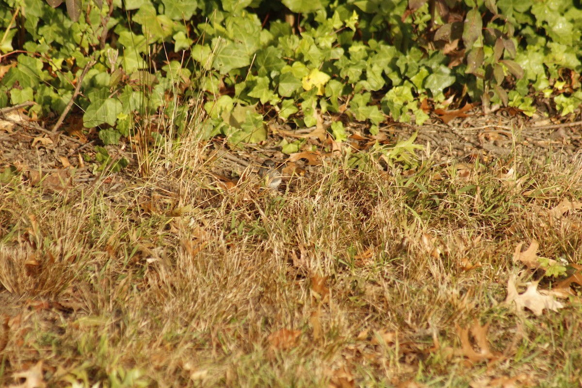 Серый юнко - ML644375459