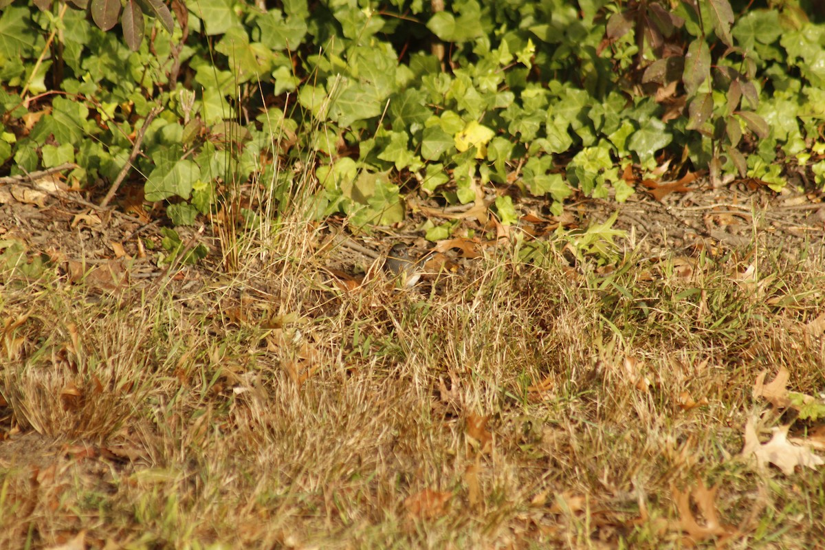 Серый юнко - ML644375461