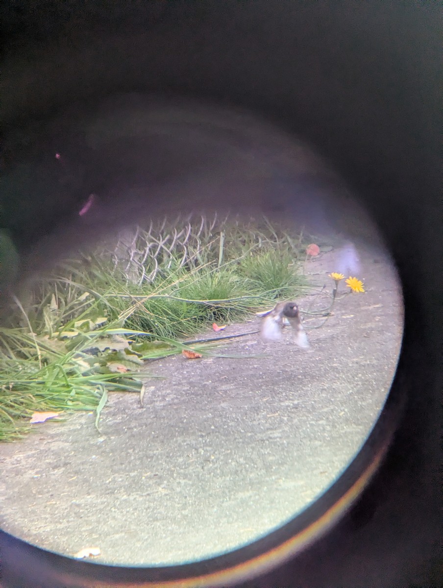 strnadec zimní - ML644375463