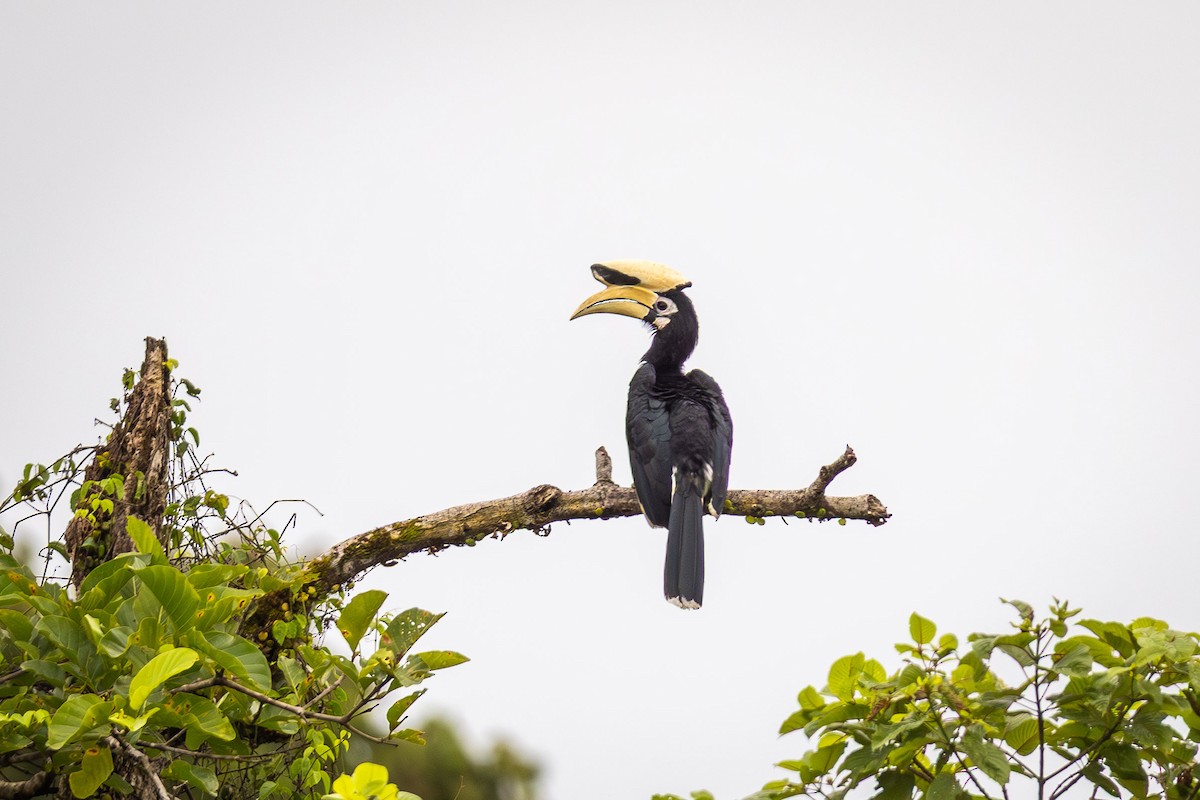 Calao pie - ML644375469