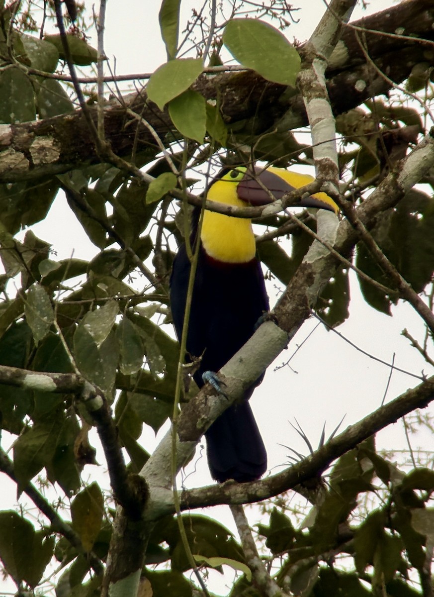 Toucan tocard - ML644375472