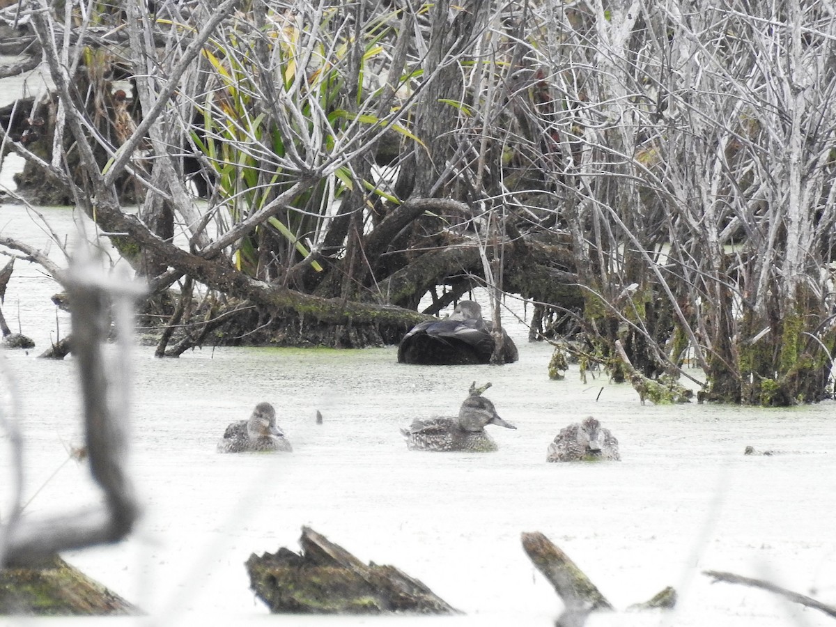 American Black Duck - ML644375476