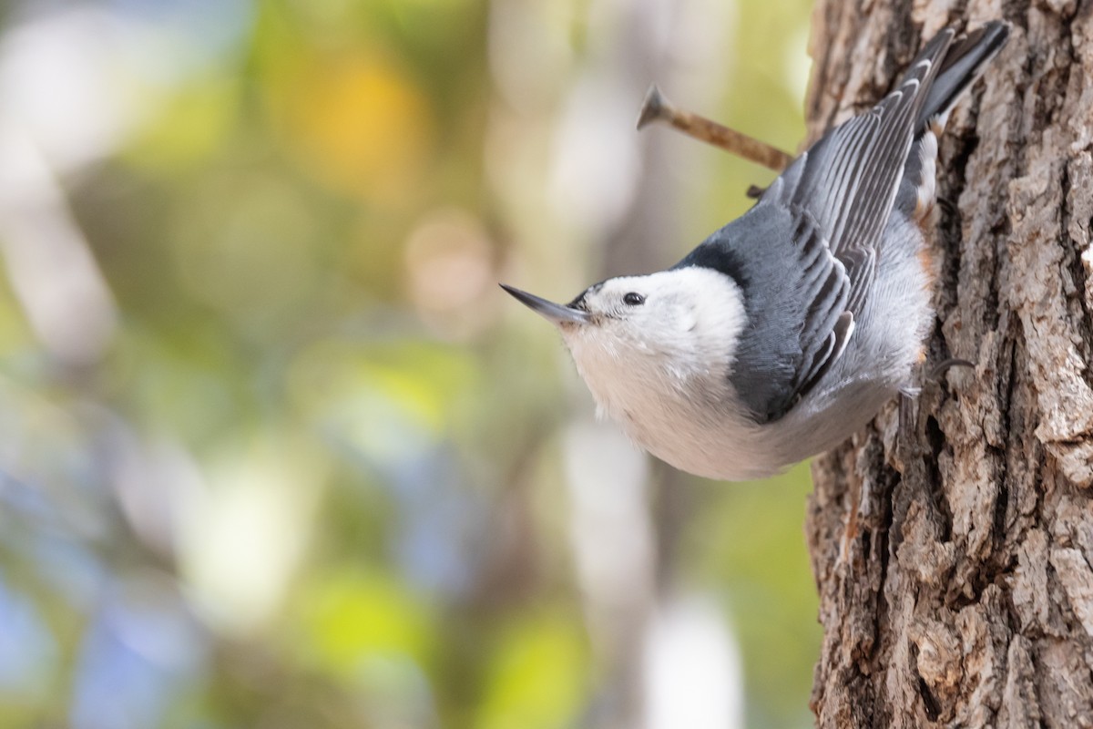 White-breasted Nuthatch - ML644375477