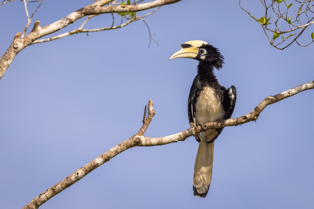Calao pie - ML644375479