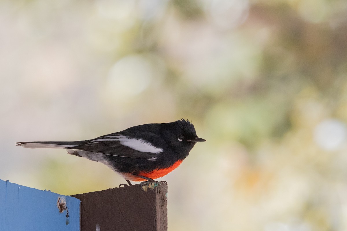 Painted Redstart - ML644375484