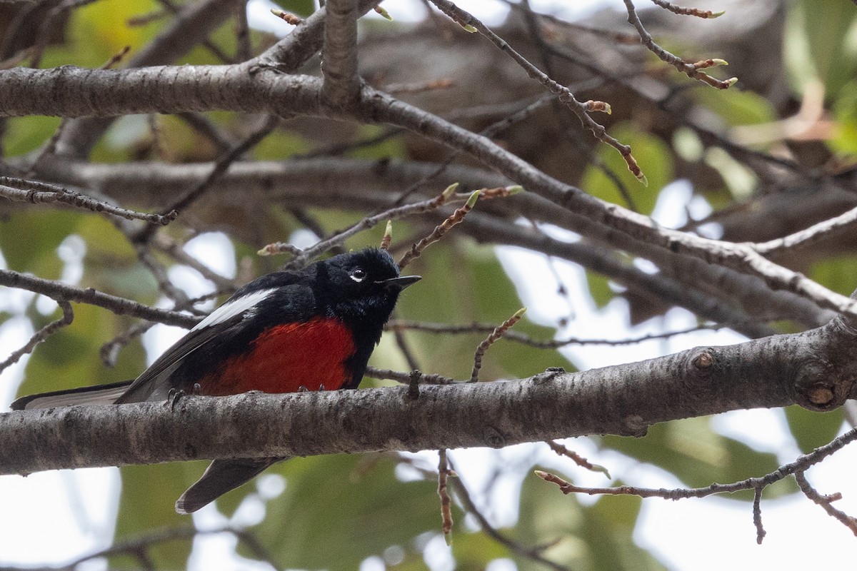 Painted Redstart - ML644375485