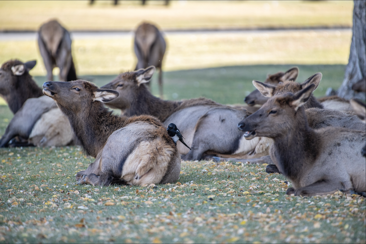 Black-billed Magpie - ML644375492