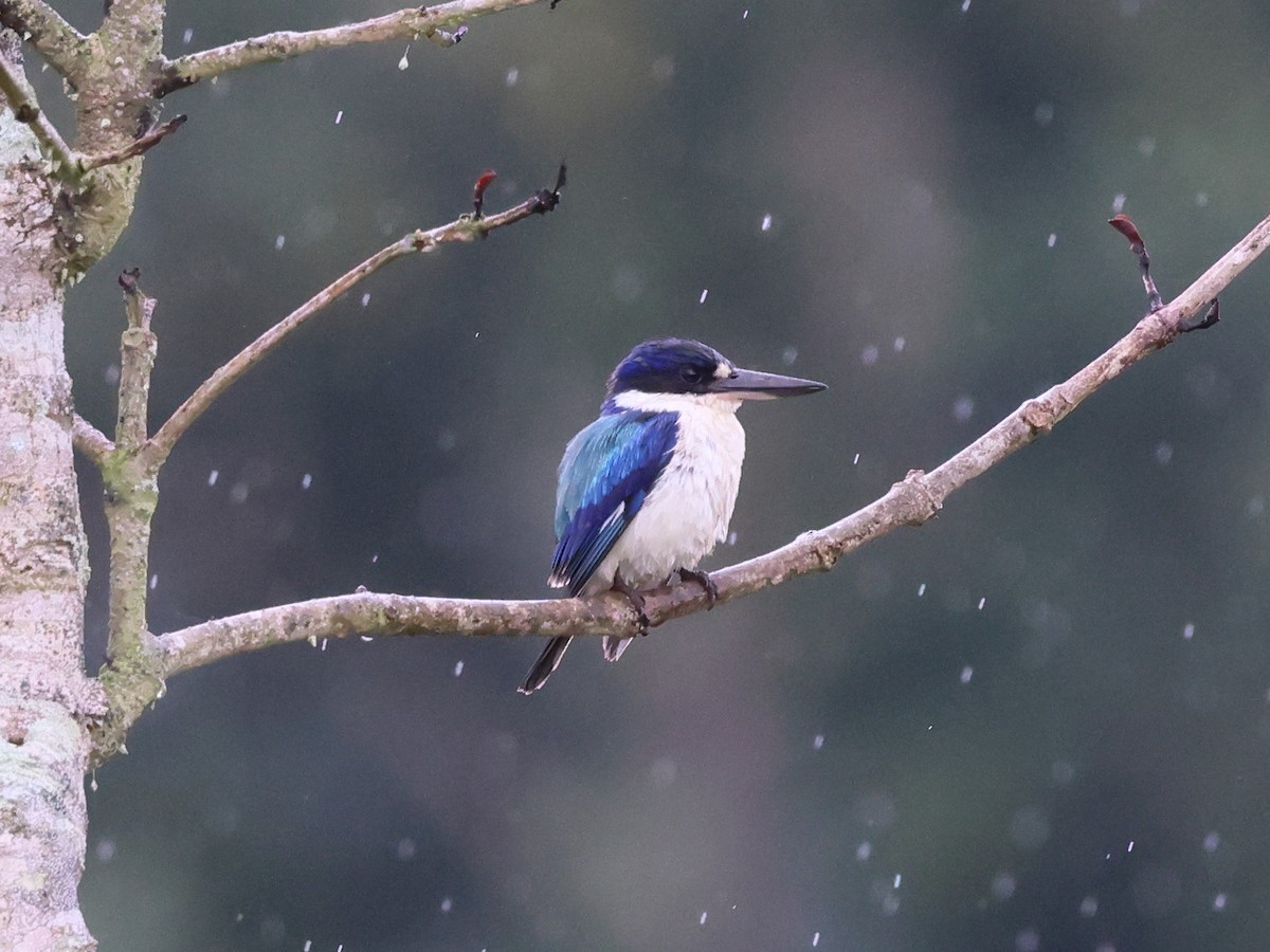 Forest Kingfisher - ML644375502