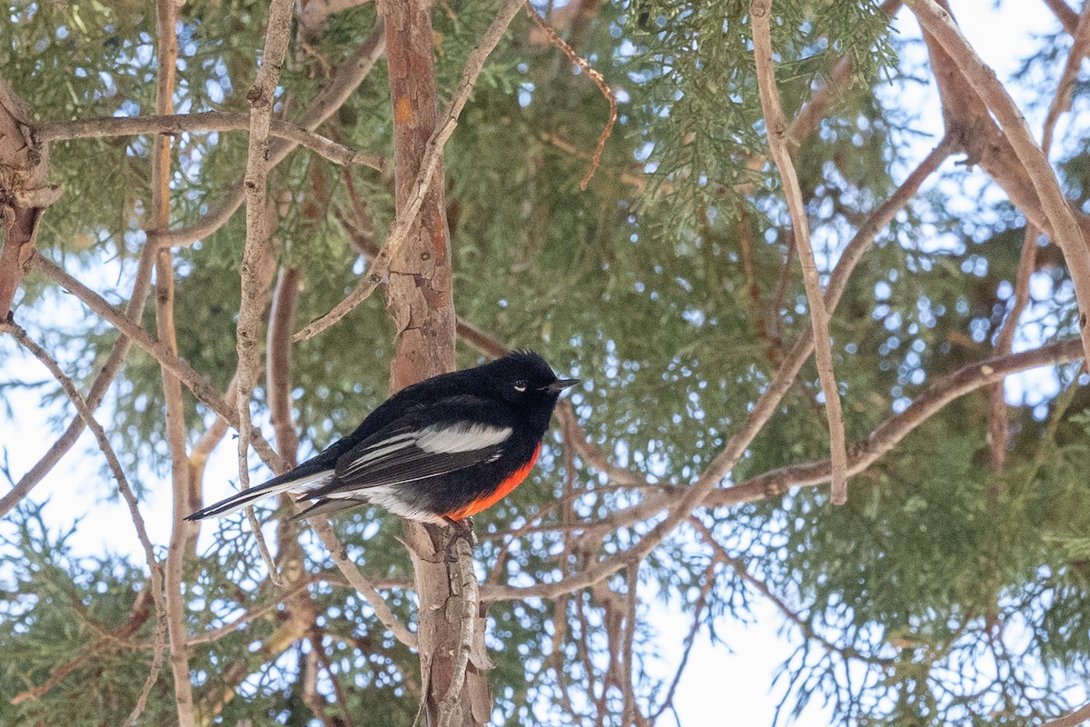 Painted Redstart - ML644375504