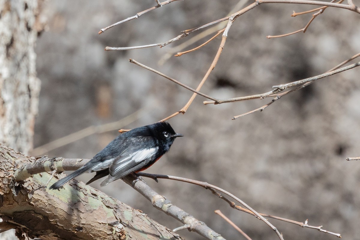 Painted Redstart - ML644375505