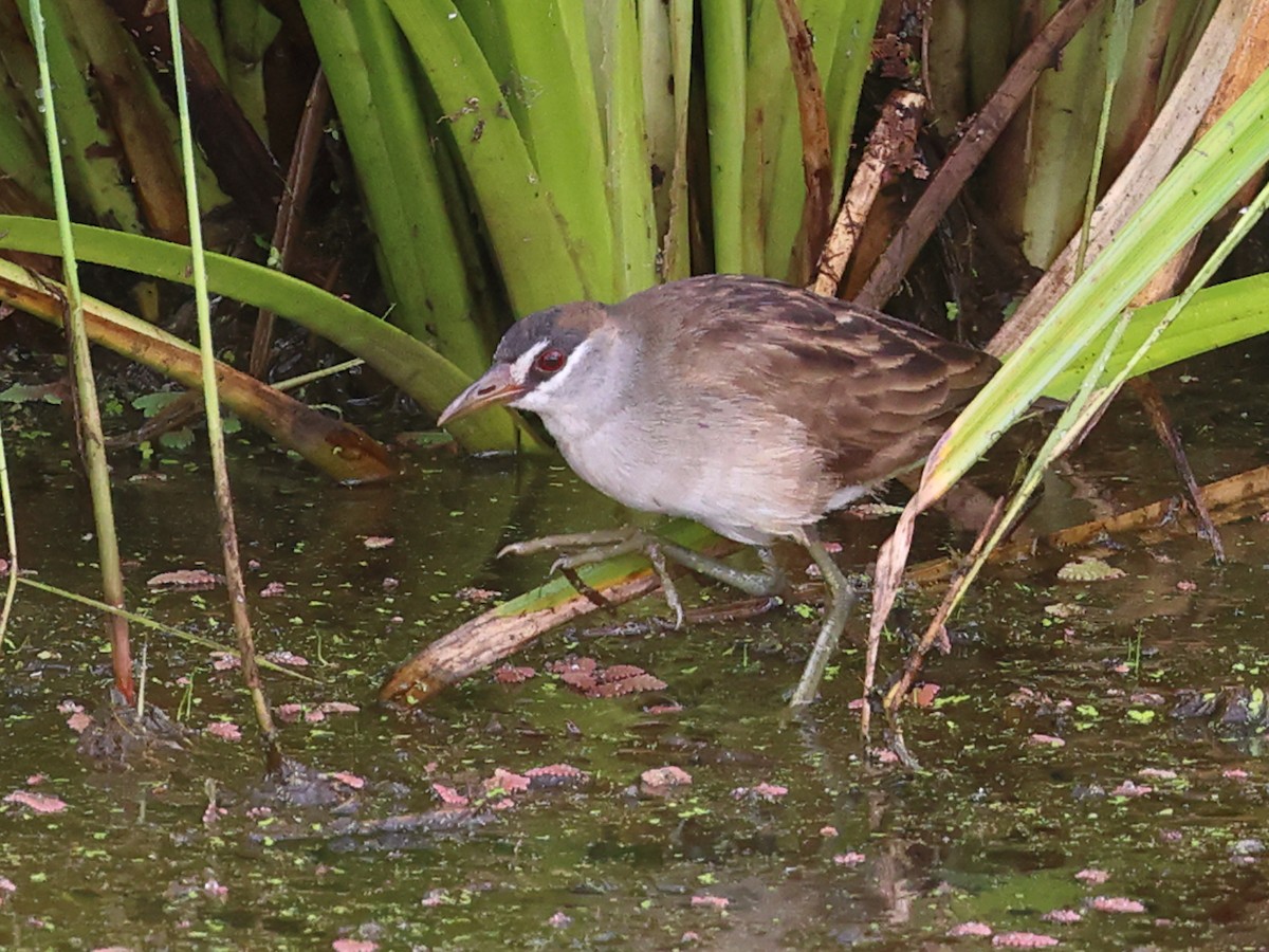 chřástal popelavý - ML644375507