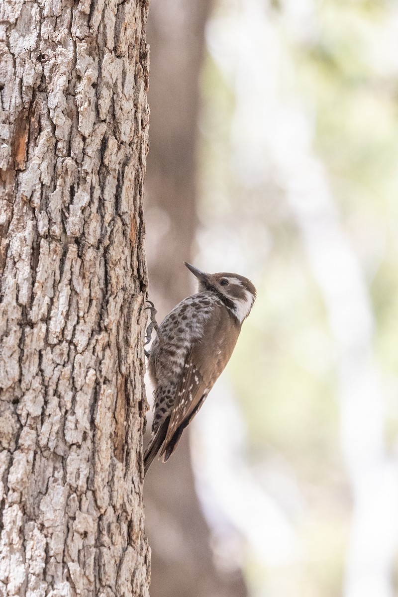 Arizona Woodpecker - ML644375514