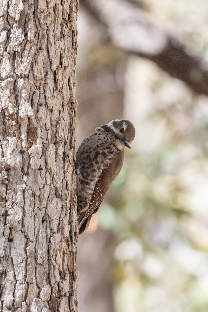Arizona Woodpecker - ML644375515