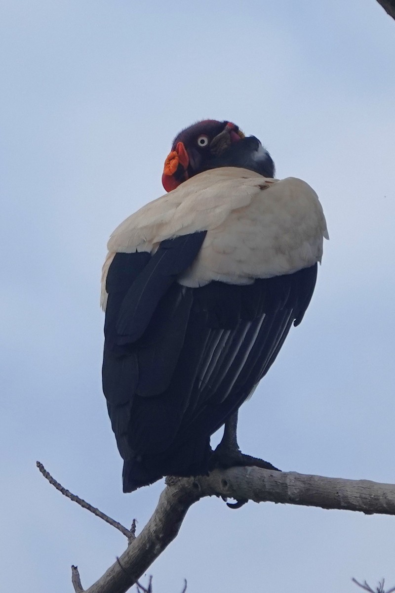 King Vulture - ML644375530