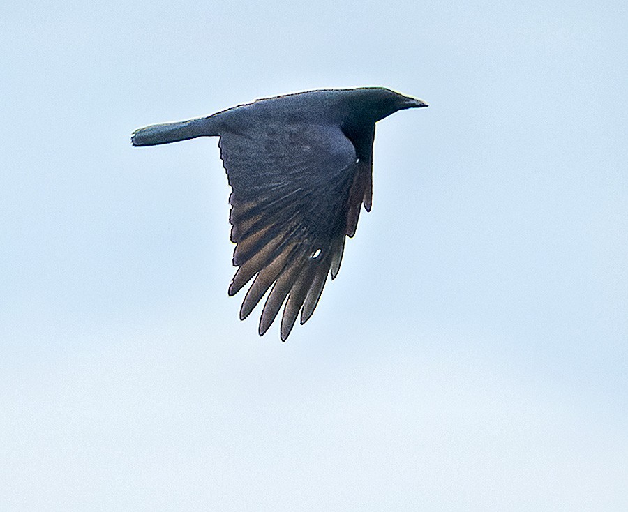 Balıkçı Karga - ML644375537