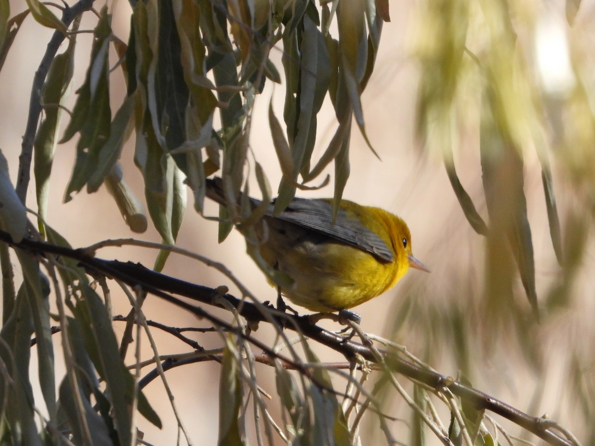 Prothonotary Warbler - ML644375542