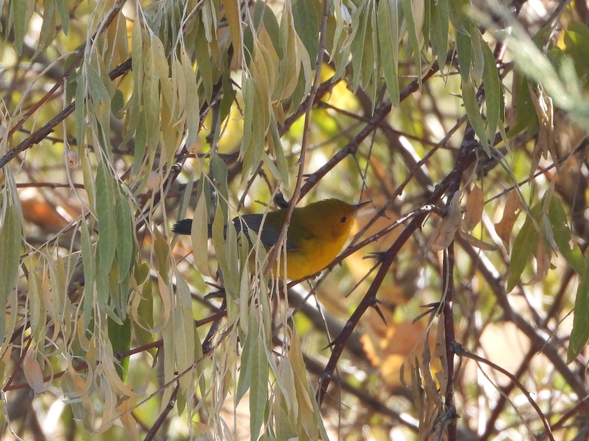 Prothonotary Warbler - ML644375545