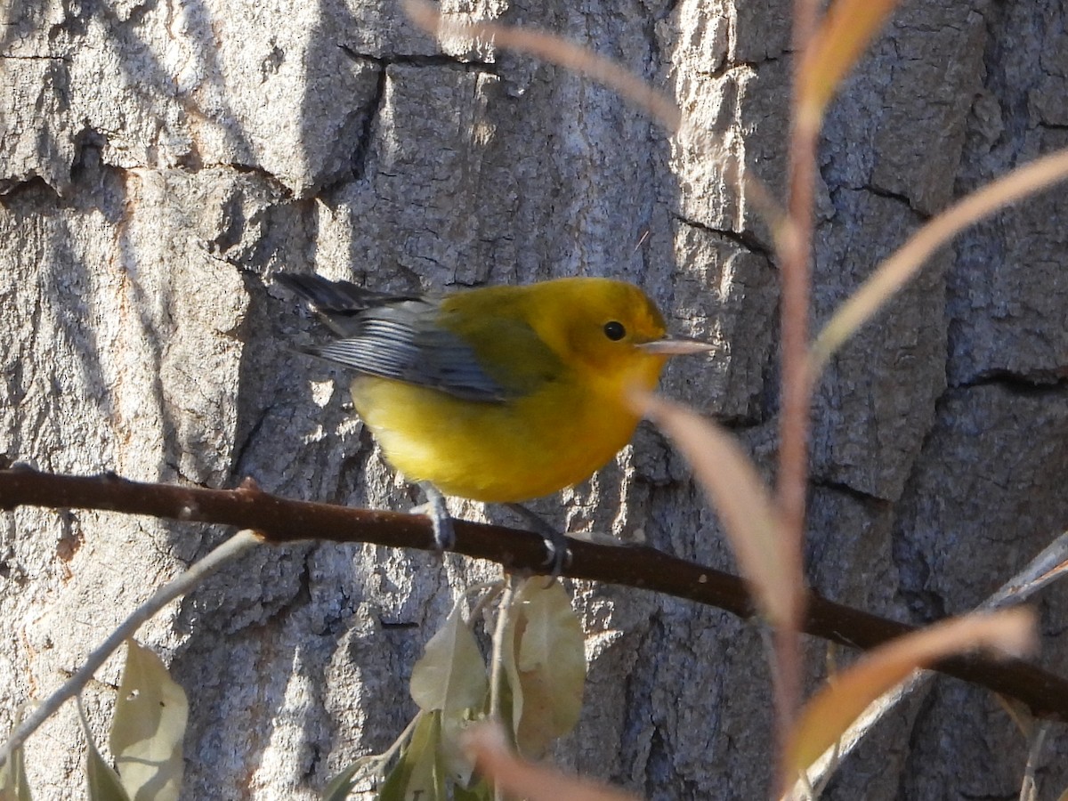 Prothonotary Warbler - ML644375549