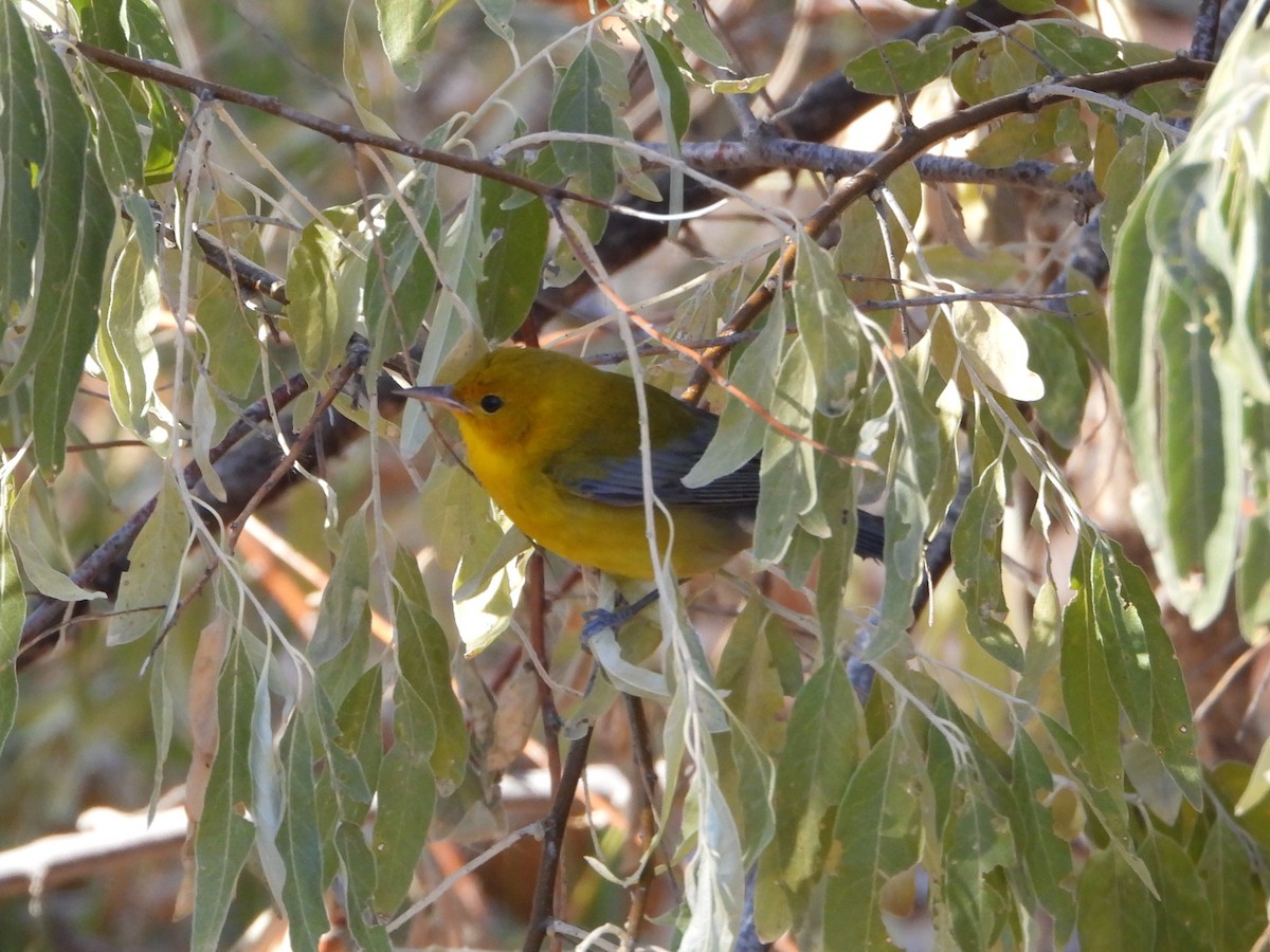 Prothonotary Warbler - ML644375551