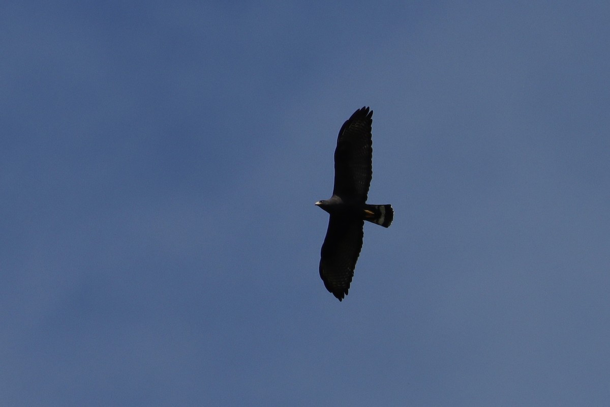 Buse à queue barrée - ML644375559