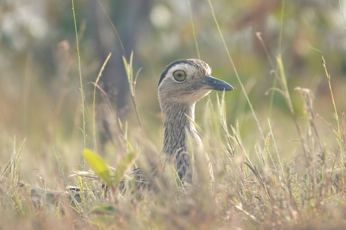 Double-striped Thick-knee - ML644375561