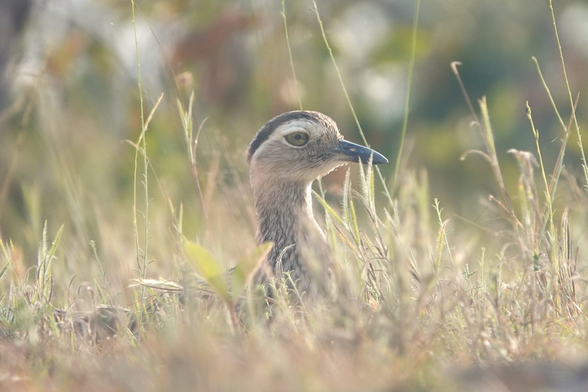 Double-striped Thick-knee - ML644375562
