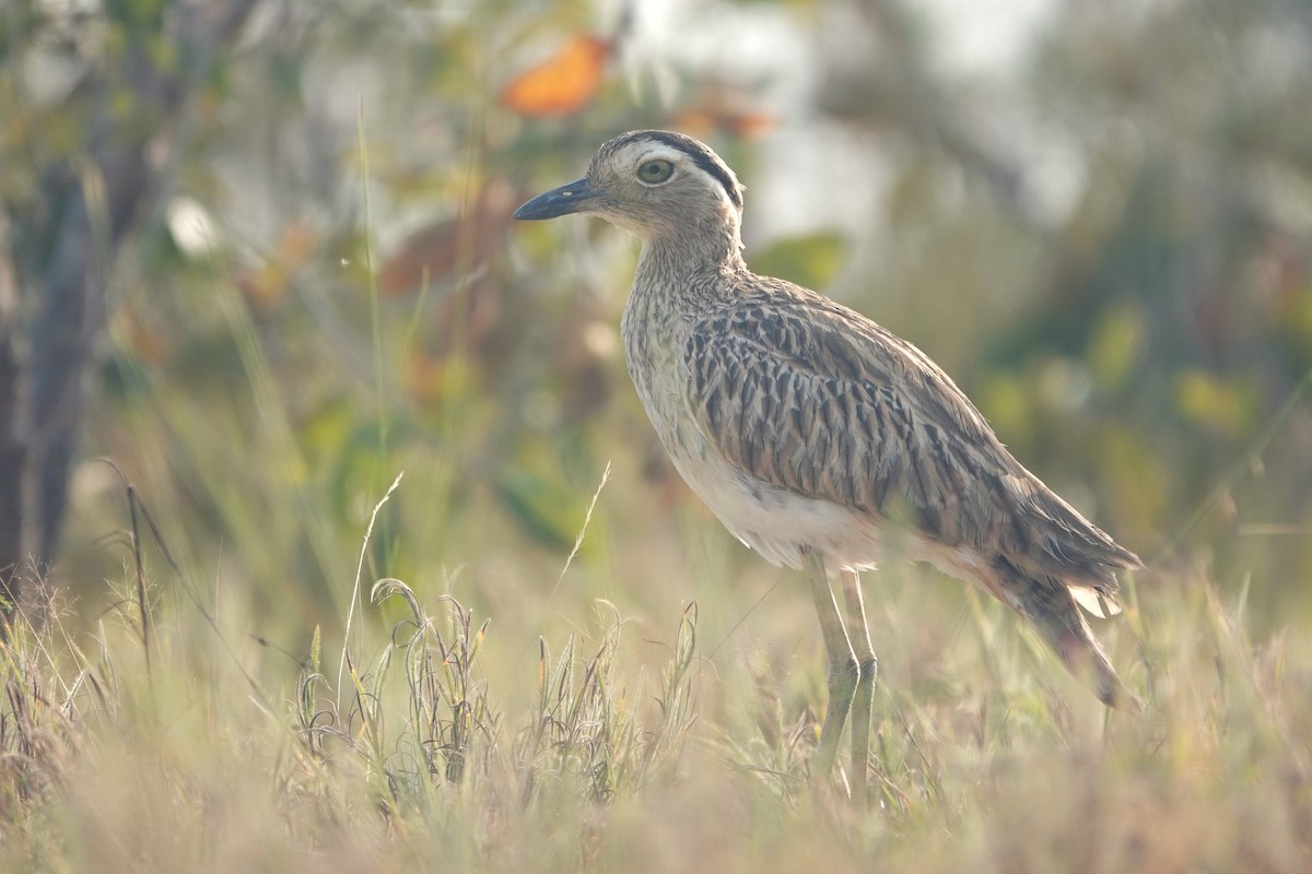 Double-striped Thick-knee - ML644375563