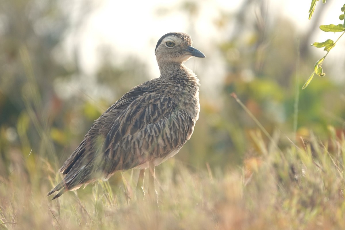 Double-striped Thick-knee - ML644375564