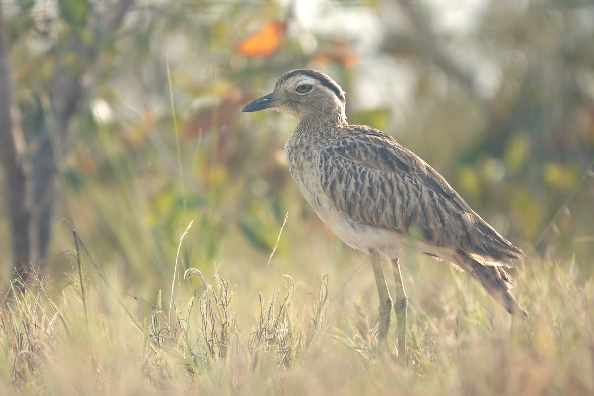 Double-striped Thick-knee - ML644375565