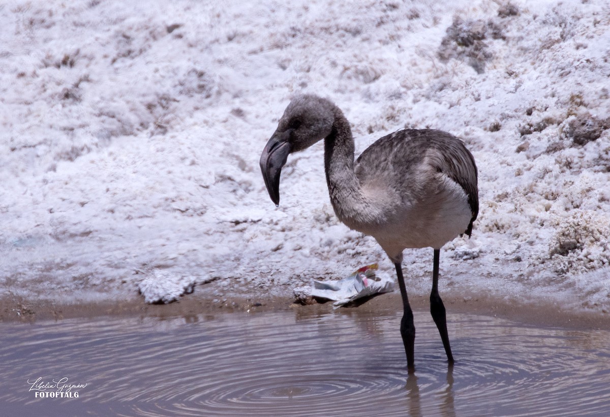 Chilean Flamingo - ML644375583