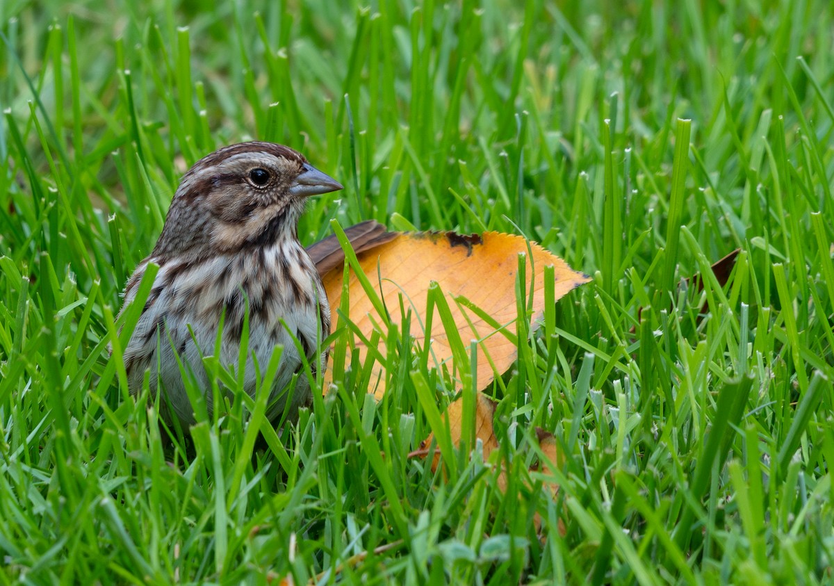 sangspurv - ML644375585