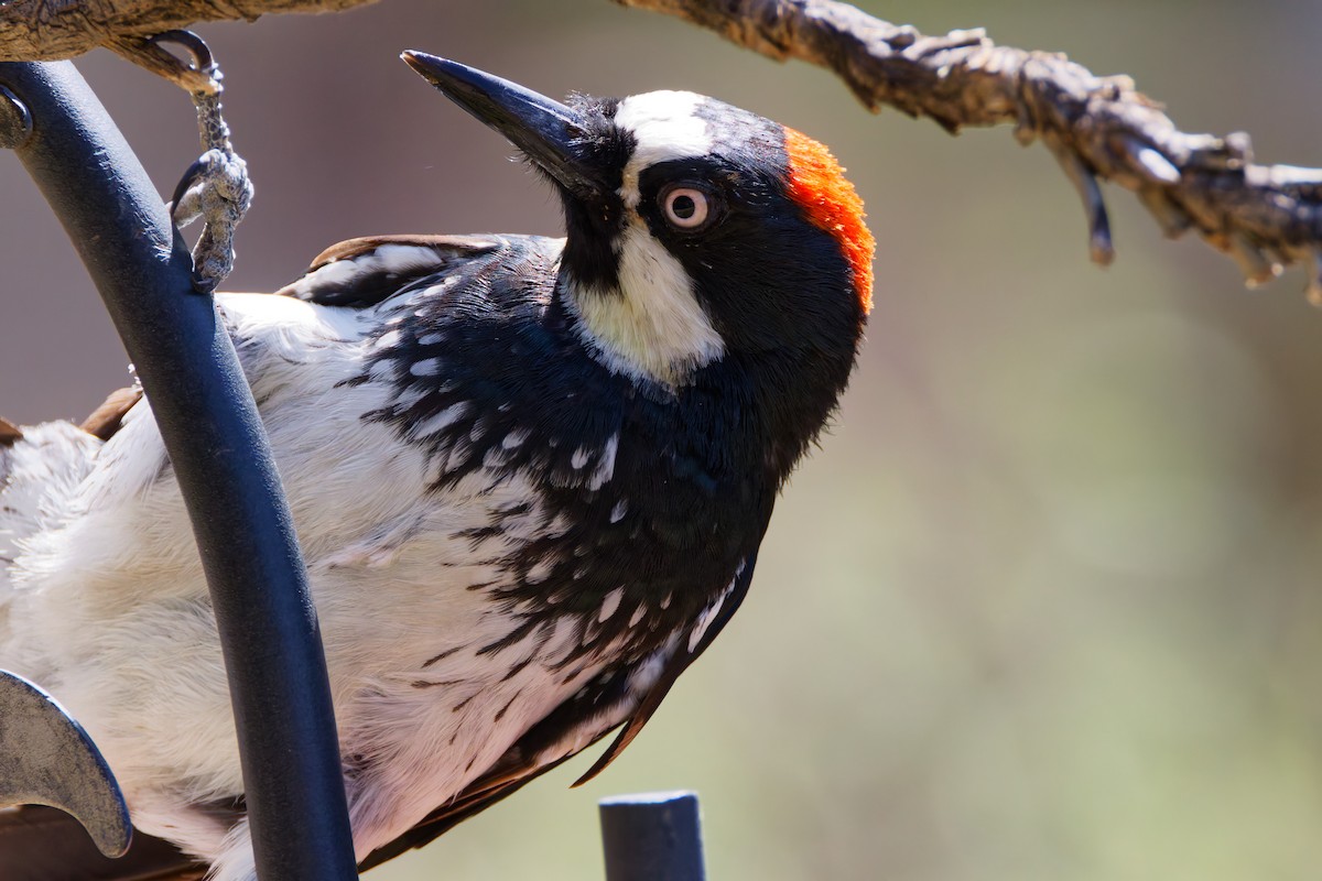 Acorn Woodpecker - ML644375594