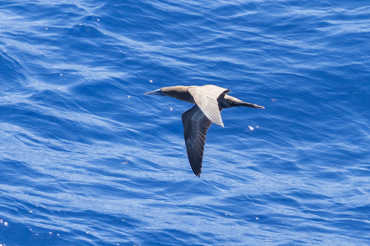 Brown Booby - ML644375599
