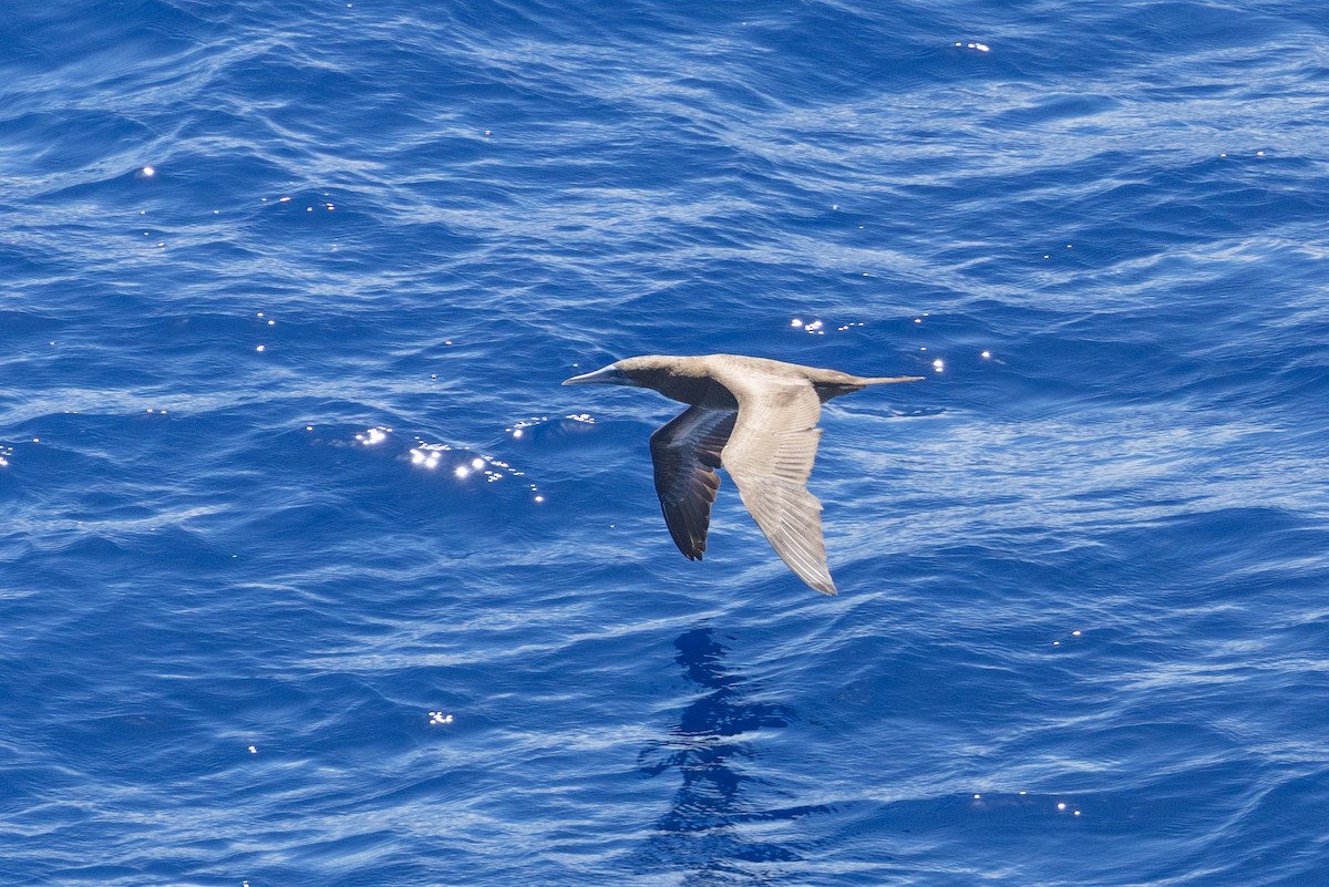 Brown Booby - ML644375600