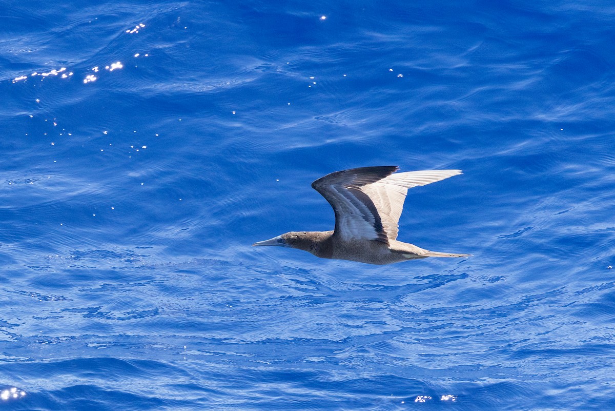 Brown Booby - ML644375601