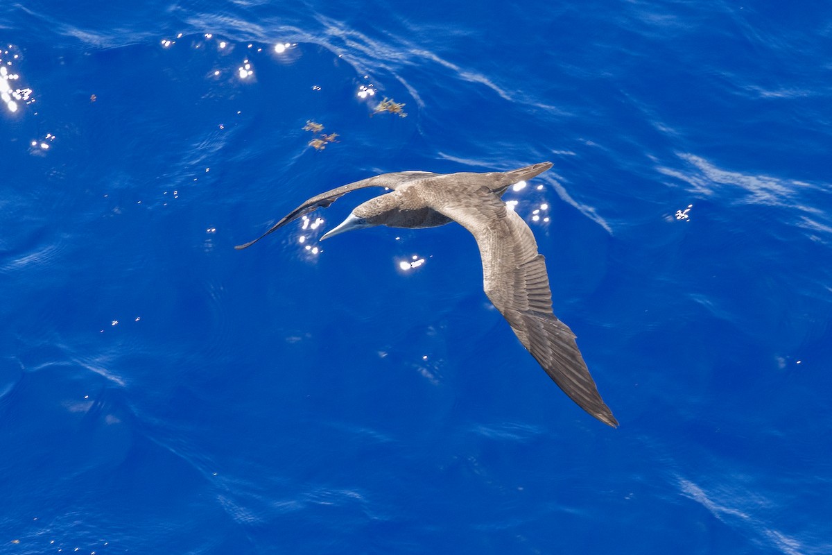 Brown Booby - ML644375602