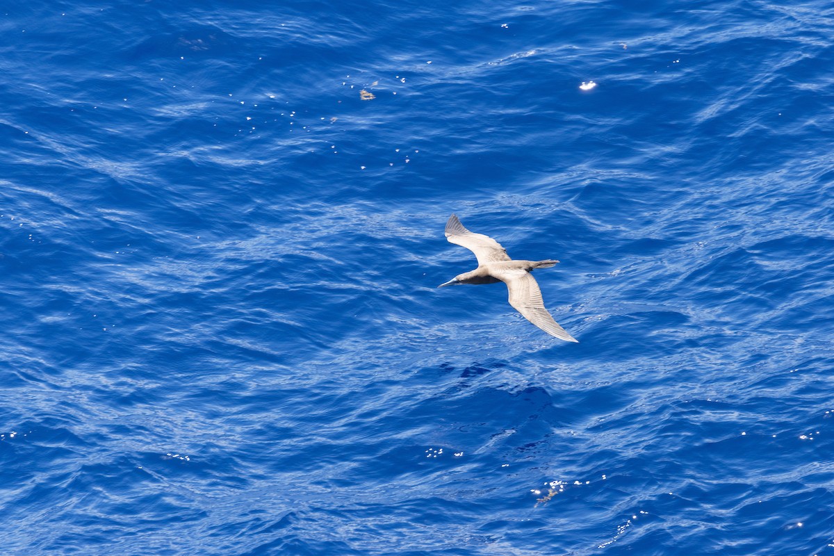 Brown Booby - ML644375603