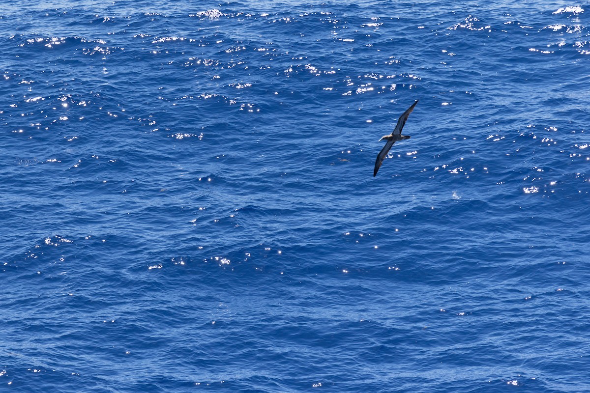 Brown Booby - ML644375604