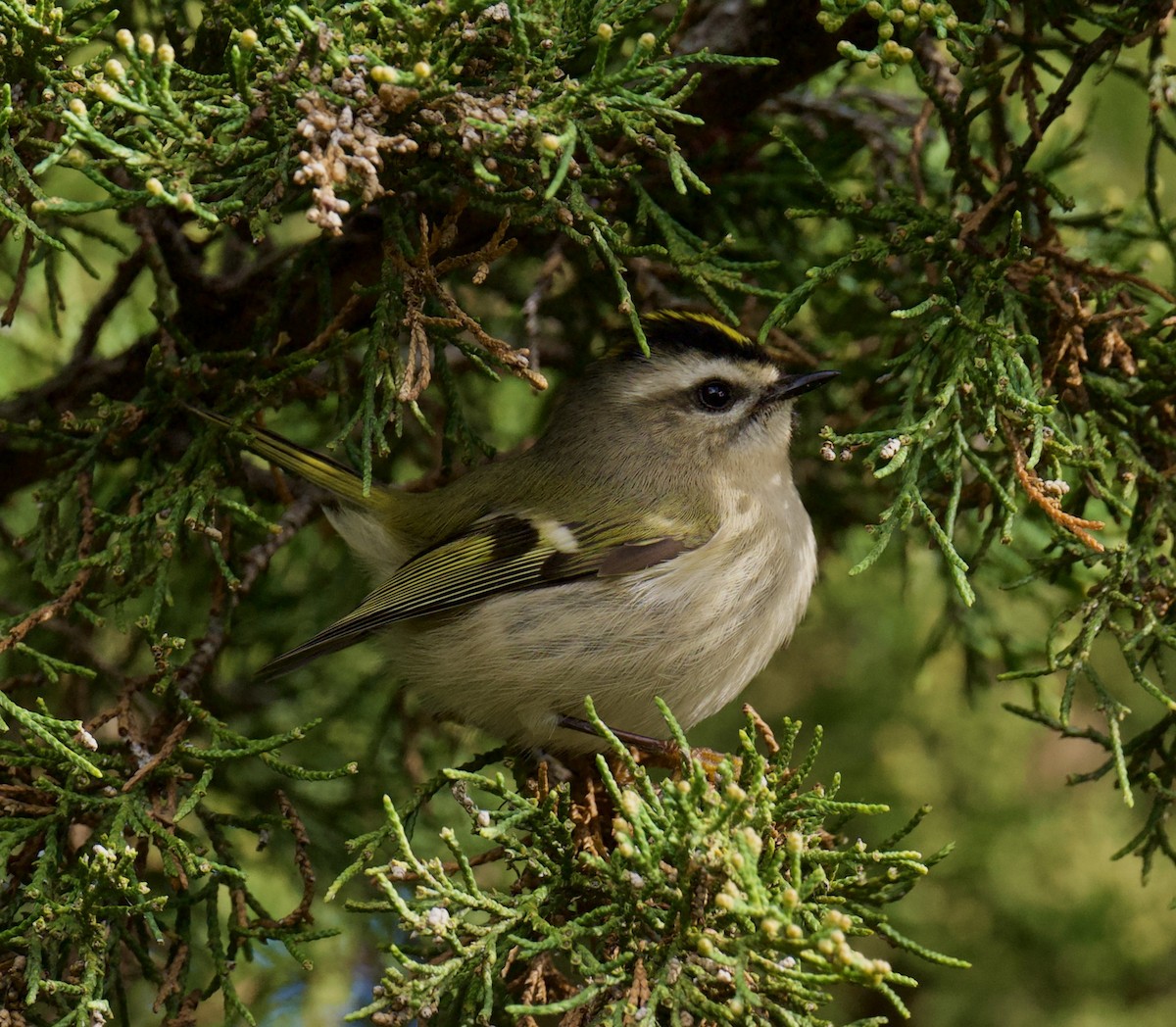 Erregetxo amerikarra - ML644375608
