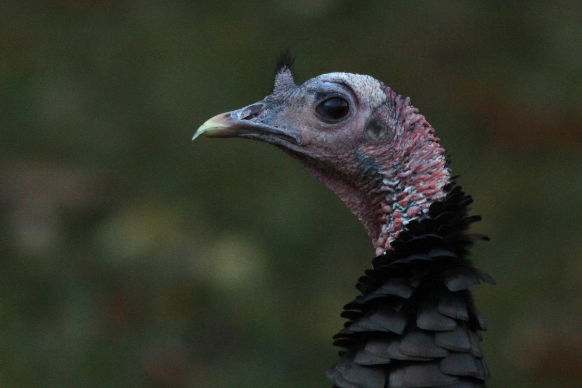Wild Turkey - ML644375609