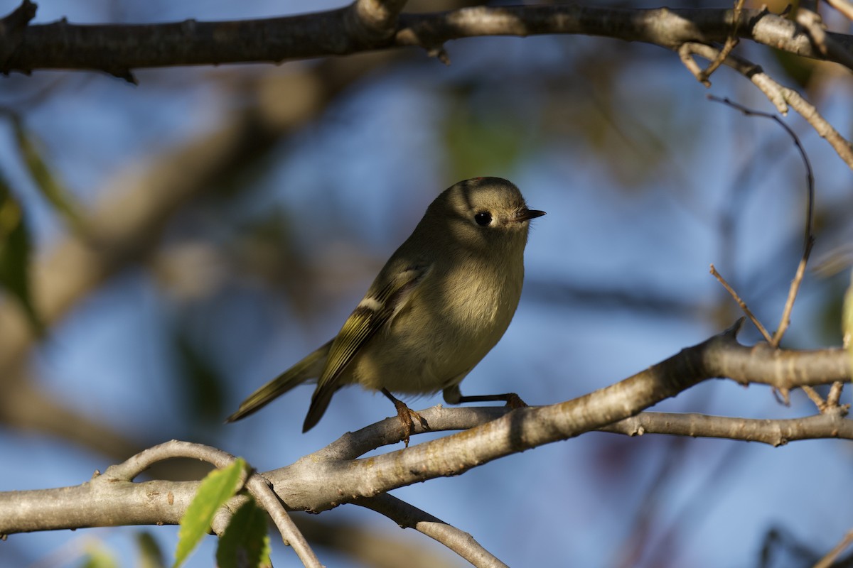 Erregetxo mottogorria - ML644375614