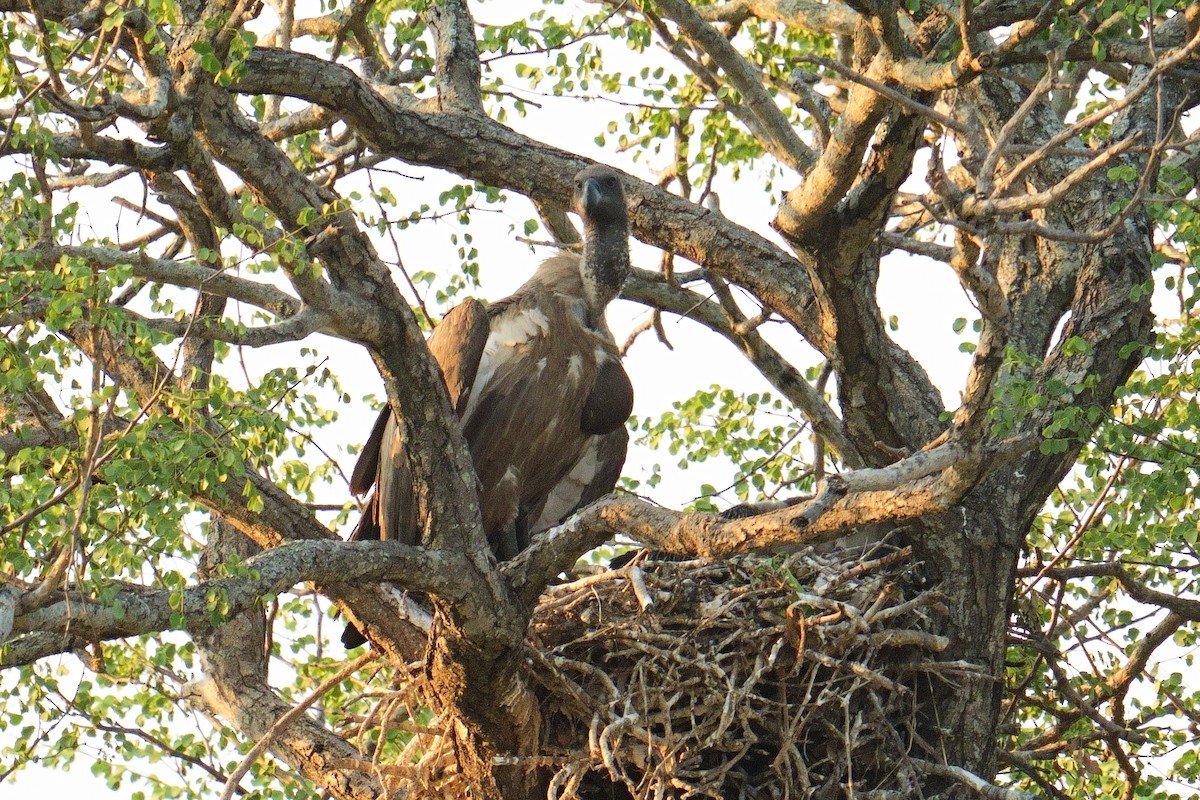 Buitre Dorsiblanco Africano - ML644375627