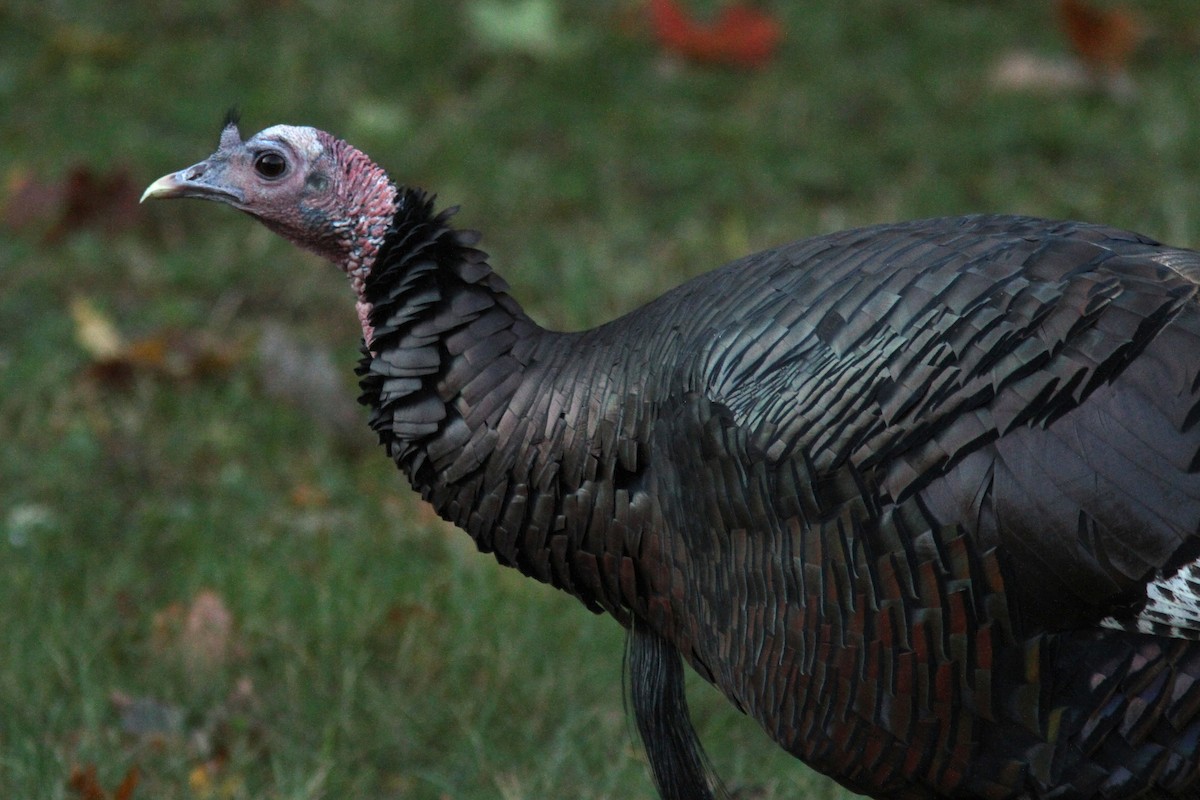 Wild Turkey - ML644375632