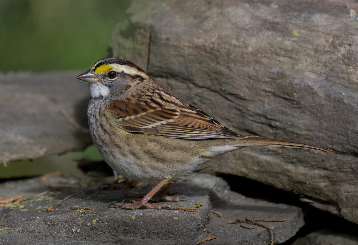 White-throated Sparrow - ML644375634