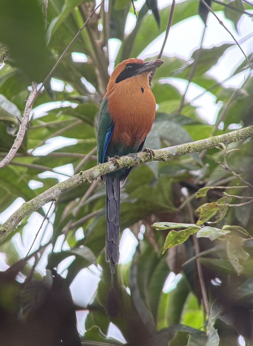 Motmot roux - ML644375649