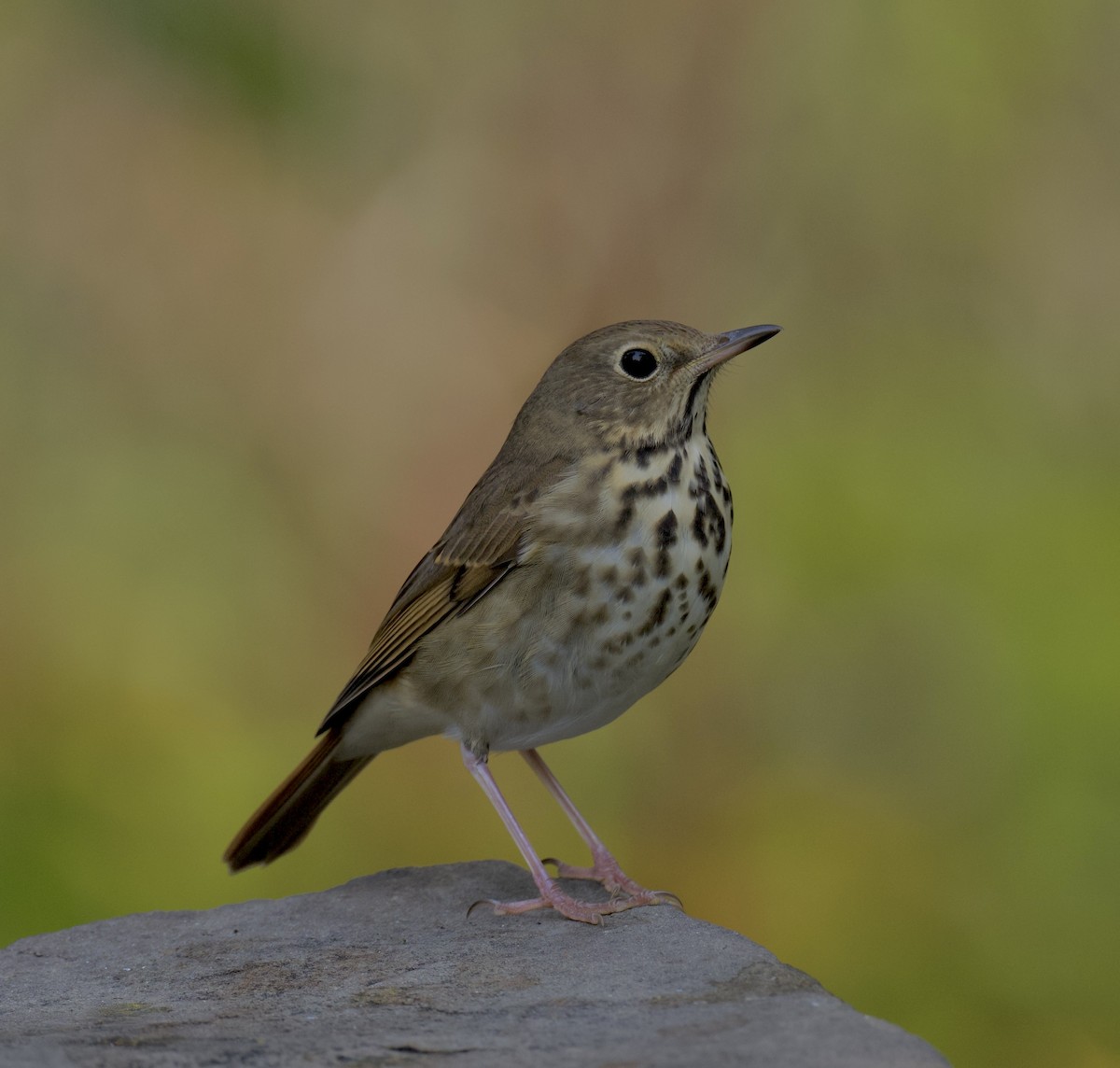 Hermit Thrush - ML644375665